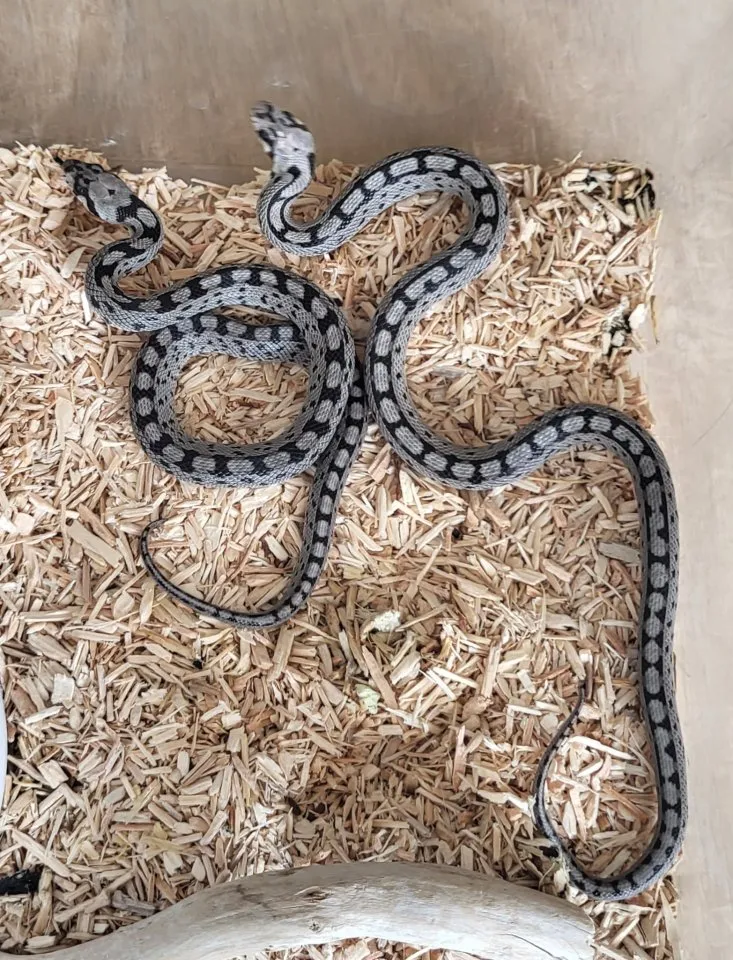 NZen Rhinechis scalaris (Treppennatter)