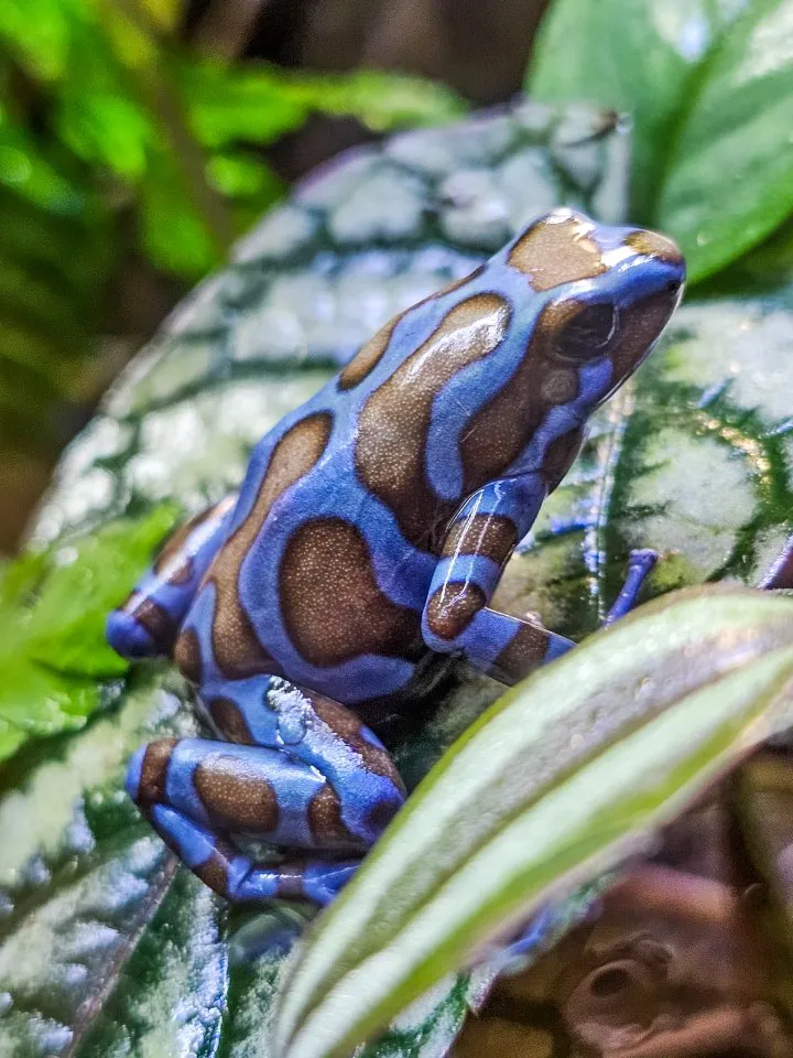 Diverse Nachzuchten Dendrobates auratus Pfeilgiftfrösche Frösche abzugeben – Bild 1