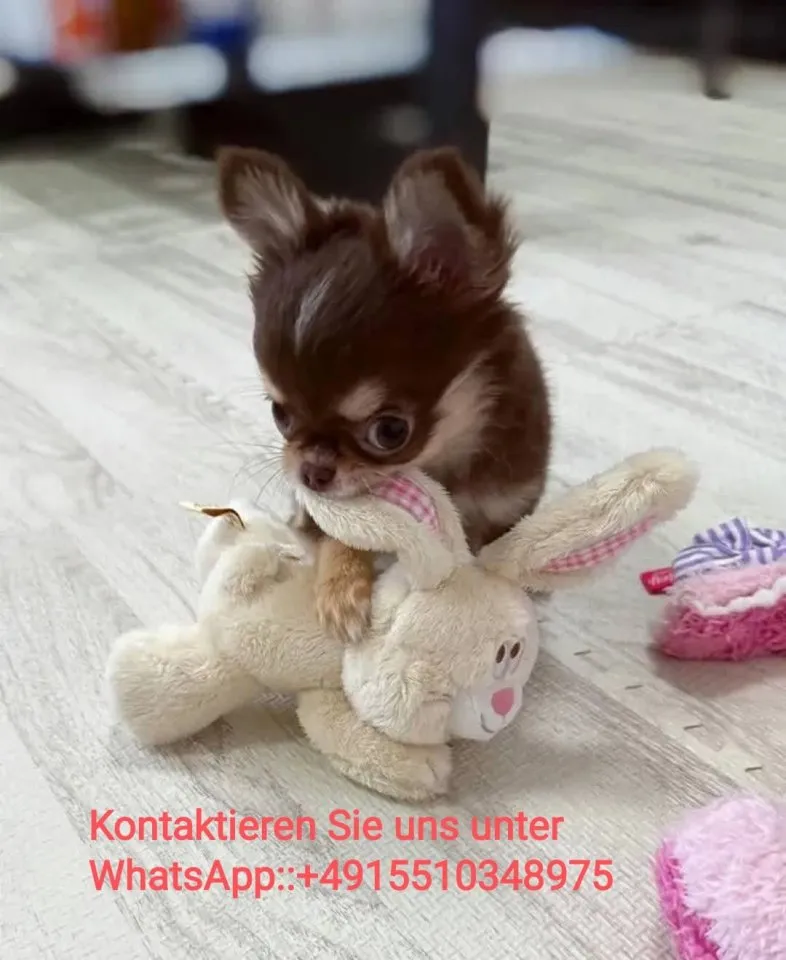 Chihuahua Welpen ,reinrassig, liebevoll aufgezogen