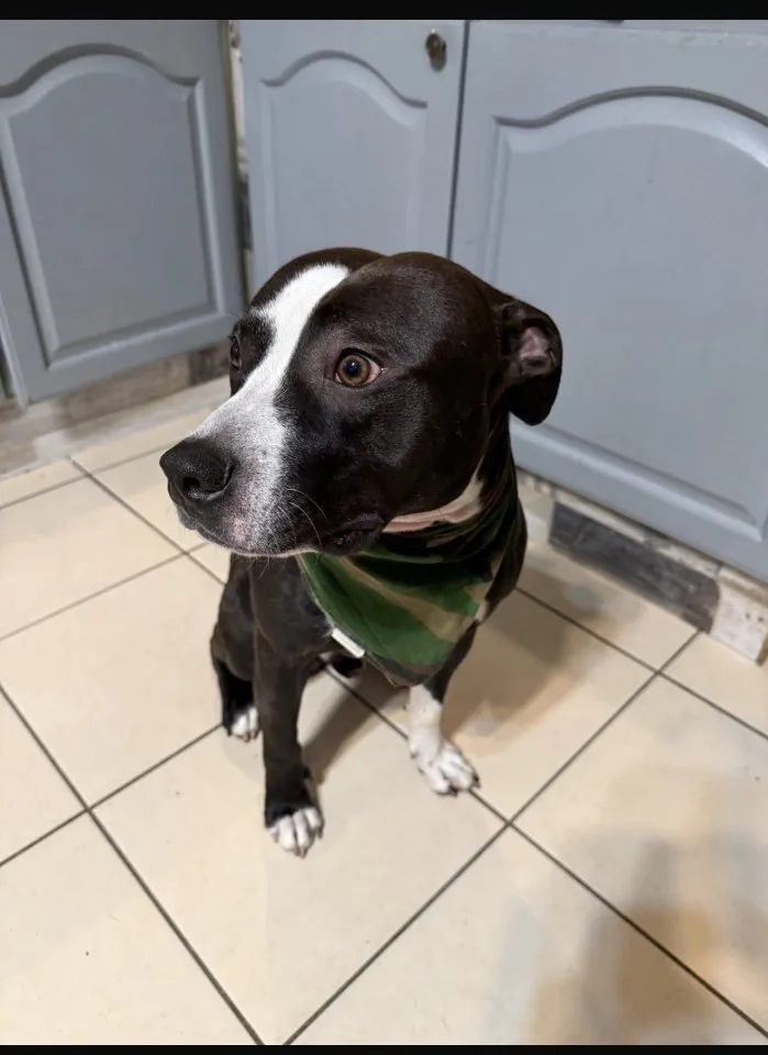 American Staffordshire Terrier