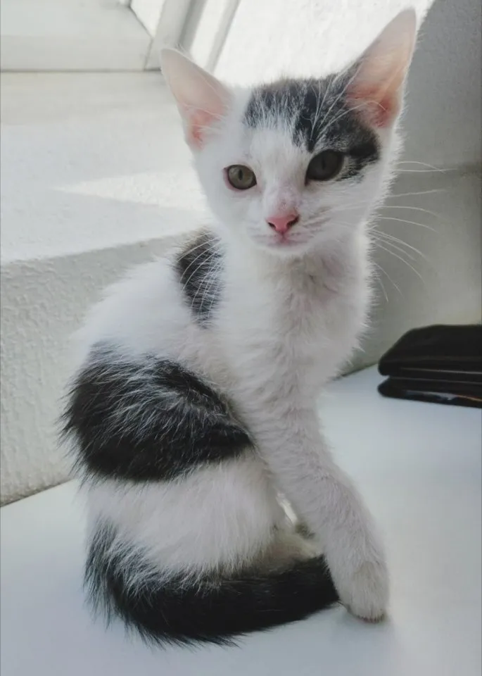 Kitten suchen ab sofort schönes zu Hause – Bild 1