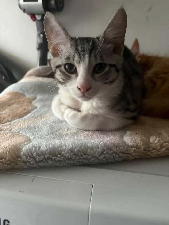 6 Wunderschöne Katzen suchen Neues Zuhause.