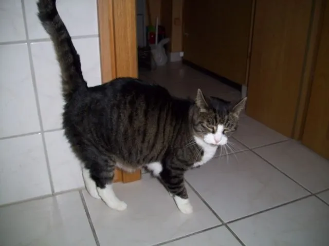 Verspielter Hauskater sucht ein Neues Zuhause;)