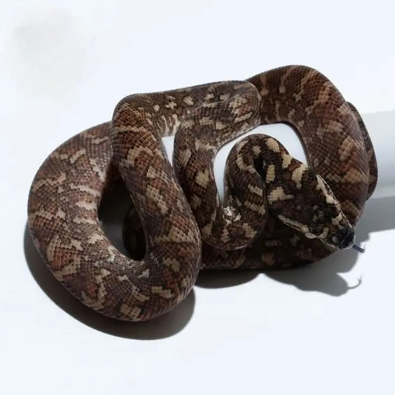 Teppichpython (Moerlia Spilota)