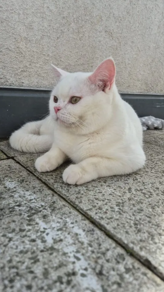 BKH Deckkater Boncuk – Bild 1