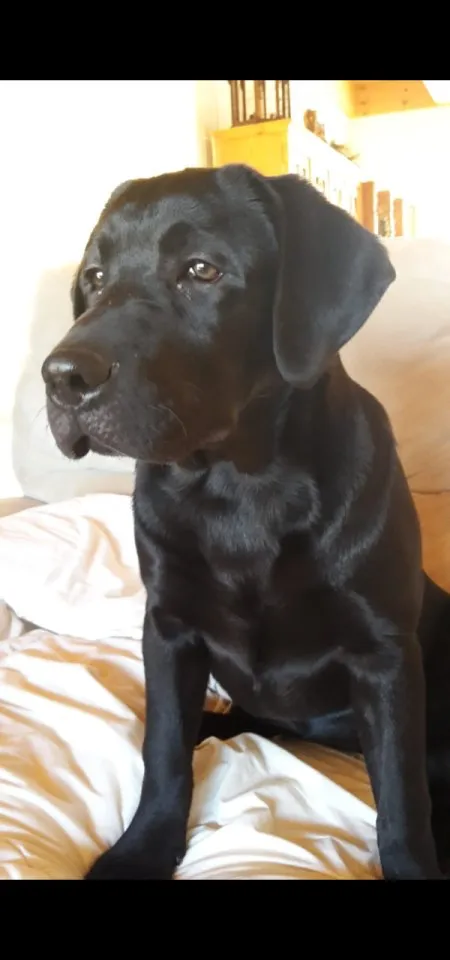 Verkaufe schöne Labrador Hündin – Bild 1