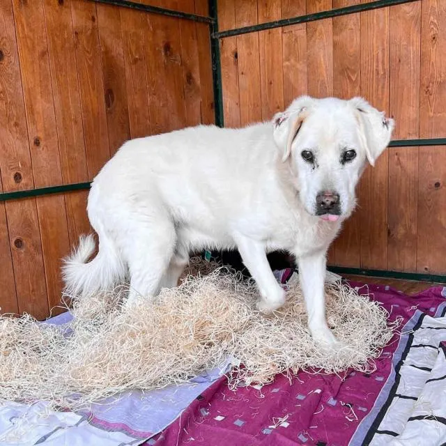 Duke...leidet im Tierheim, er sucht ein schönes Körbchen – Bild 1