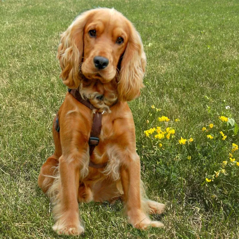RED OSKAR - männlich 11 Monate 40 cm 13 kg Cocker-Spaniel gechipt