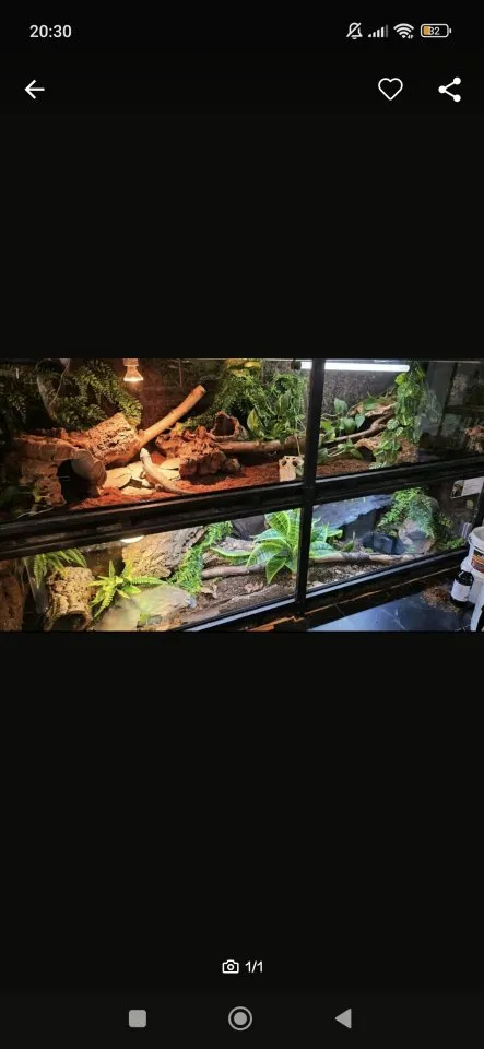 Terrarium mit zwei Schlangen