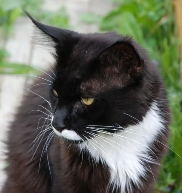 Kräftiger Maine Coon Kastrat – Bild 1