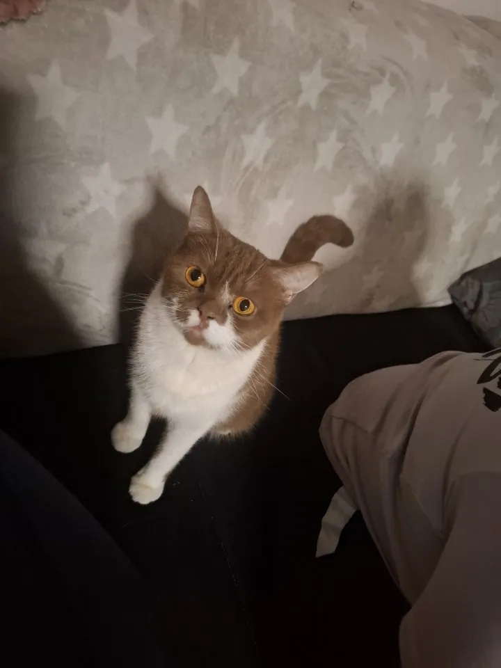 2 BKH Katzen, British Kurzhaar weiblich
