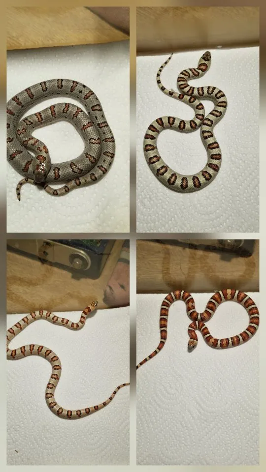 Lampropeltis greeri ,leoni und mexicana.