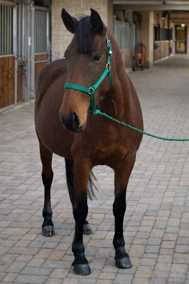 Super brave kinderpony