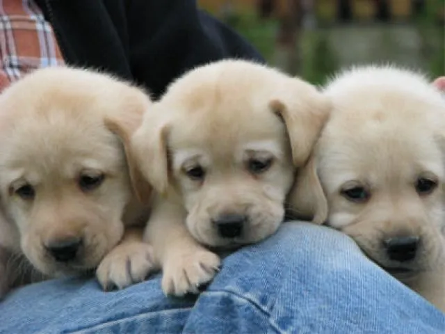 +KLEINE SÜSSE EISBÄRCHEN+Labrador Welpen aus fam. Liebhaberzucht in NRW+