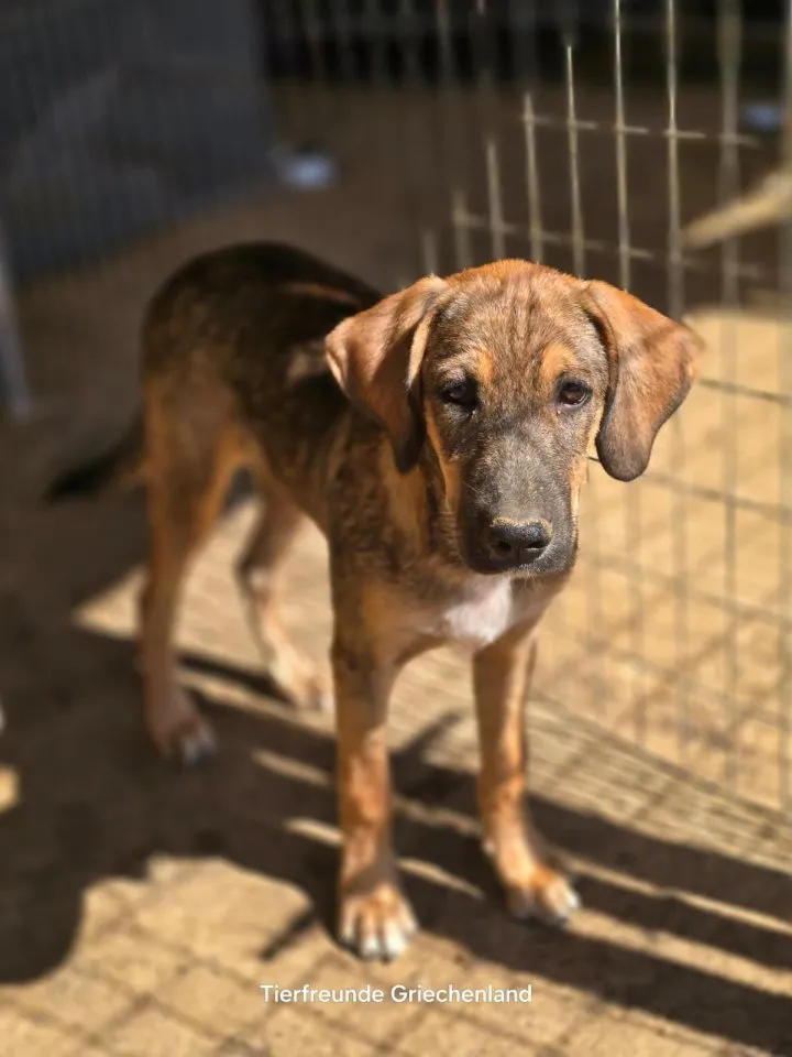 Castro – neugieriger Herzensfreund 🐾