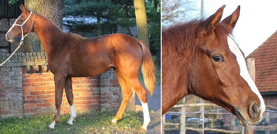 Spitzen Allround-Pferd für Freizeit- und Turniersport, Springen, Dressur, Vielse – Bild 1
