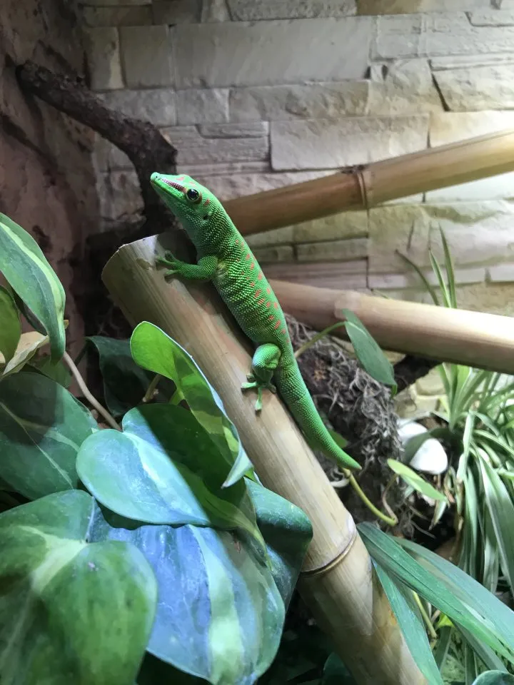Phelsuma Grandis Weibchen (von 2016)