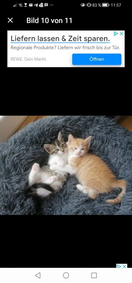 Kitten Kätzchen geb 25.05.