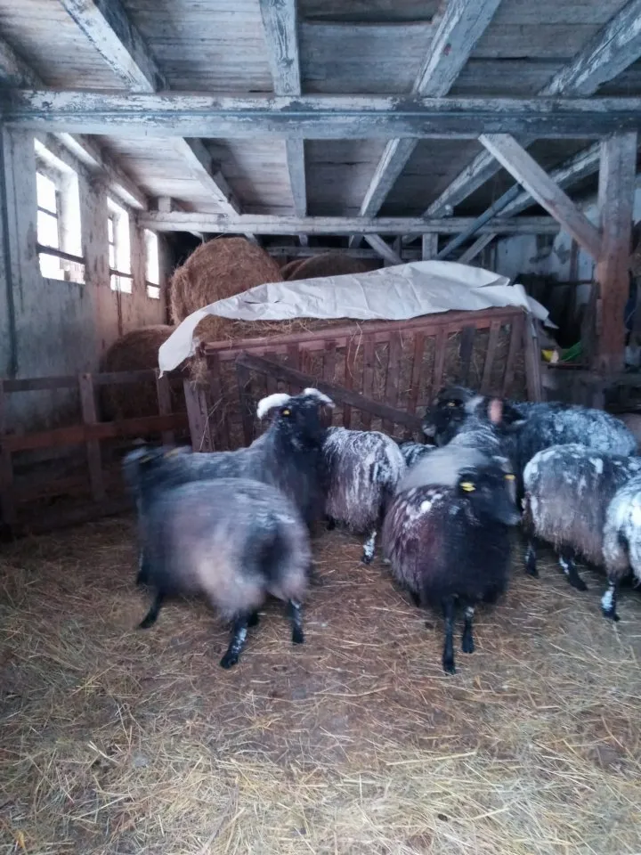 Heidschnucken Lämmer