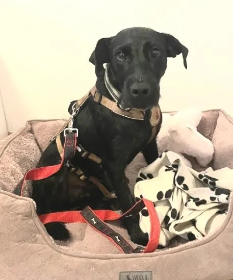 Amber, 4 Jahre, sucht Happy-Home