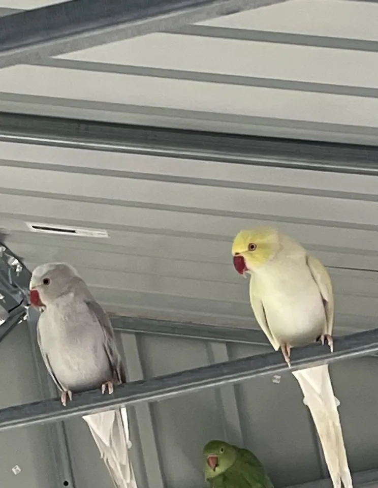 Halsbandsittiche Pärchen
