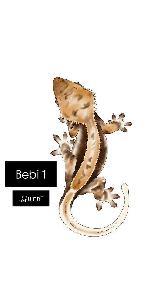 Kronengecko Babys Nachzucht Correlophus ciliatus