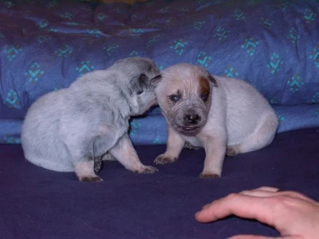 Australian Cattle Dog Welpen – Bild 1
