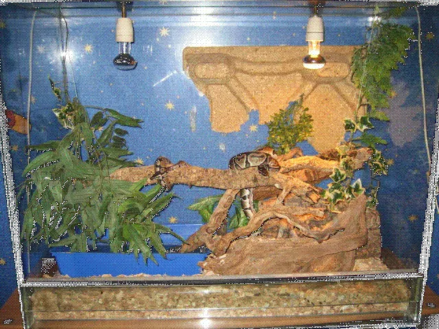 2 königsphton + terrarium + einrichtung