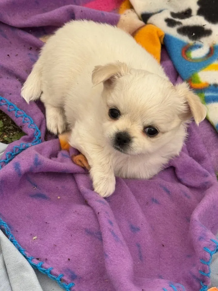 Unsere 6 kleinen Chihuahua Welpen suchen ihr großes Glück! 3
