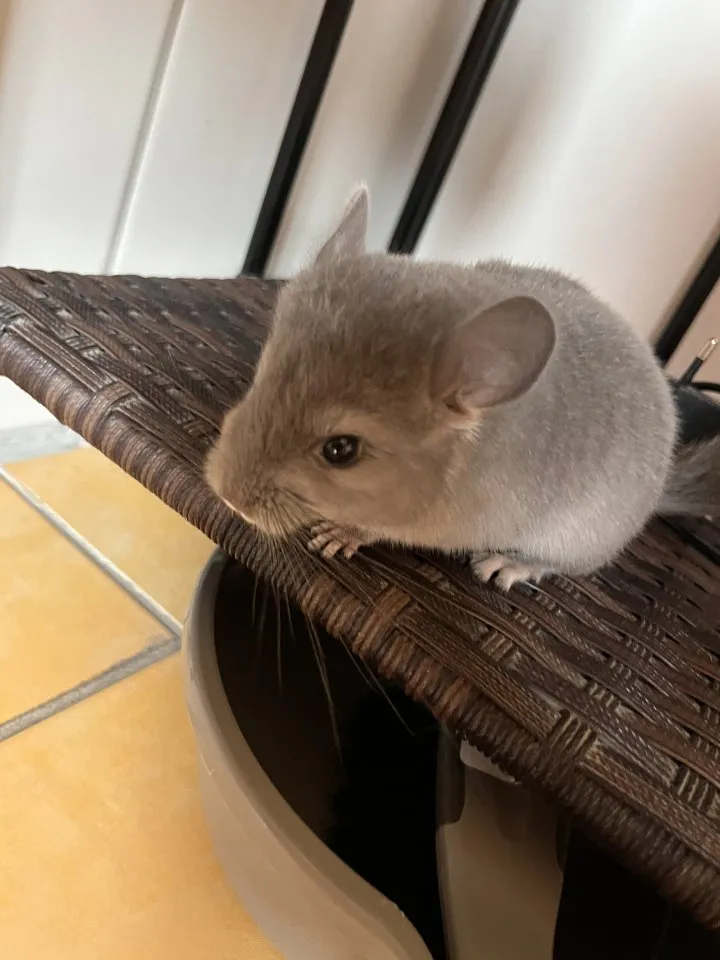 Chinchillas jung Tiere