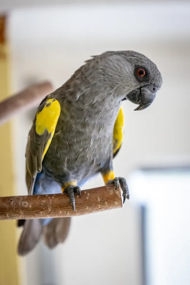 Papagei Rüppellpapagei Blausteißpapagei (Poicephalus rüppelli) geschl. beringt H