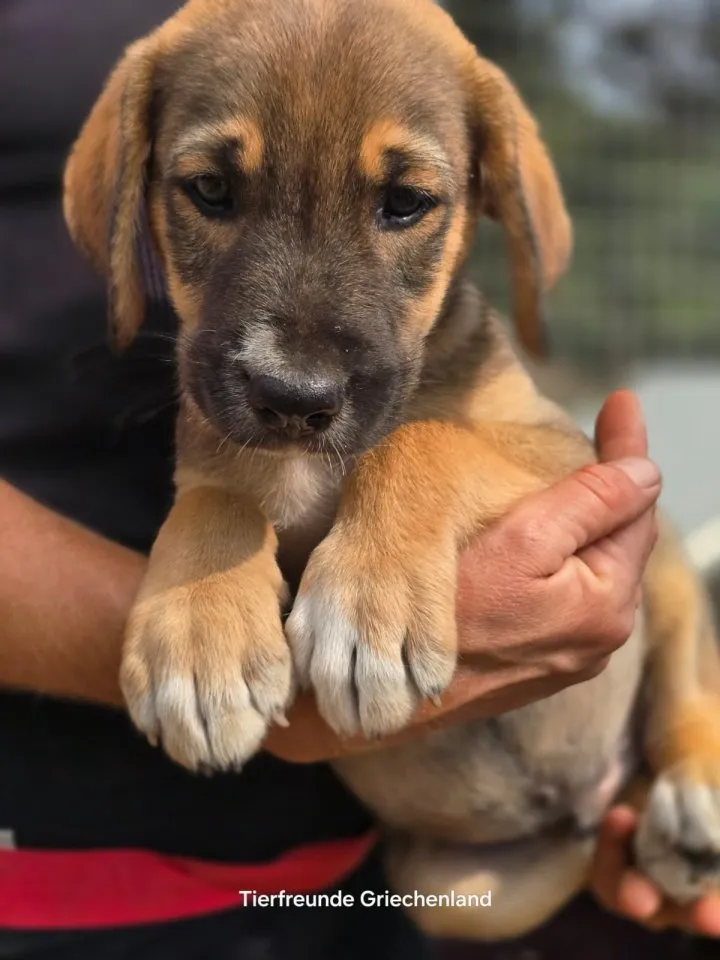 Quintus – charmanter Hundejunge 🐶