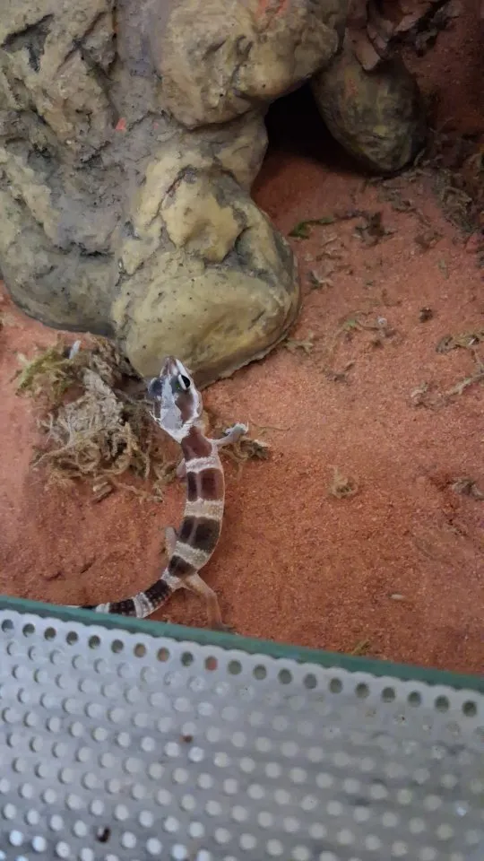 Leopardengeko Jungtiere – Bild 1