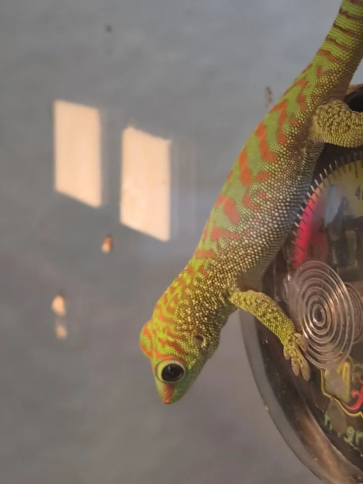 Phelsuma grandis, madagaskar taggecko