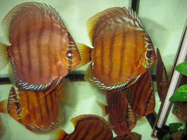 Diskus  alenquer     11 tiere   parasitenfrei