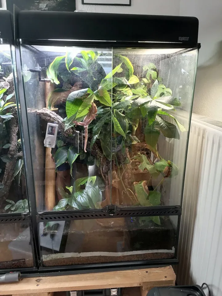 Kronengecko inkl. Terrarium