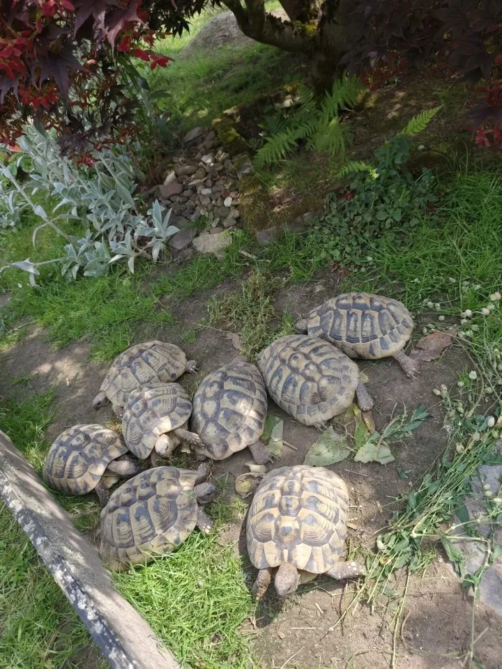 Gruppe Griechische Landschildkröten (Testudo hermanni) – Adulte (8W / 1M) abzuge