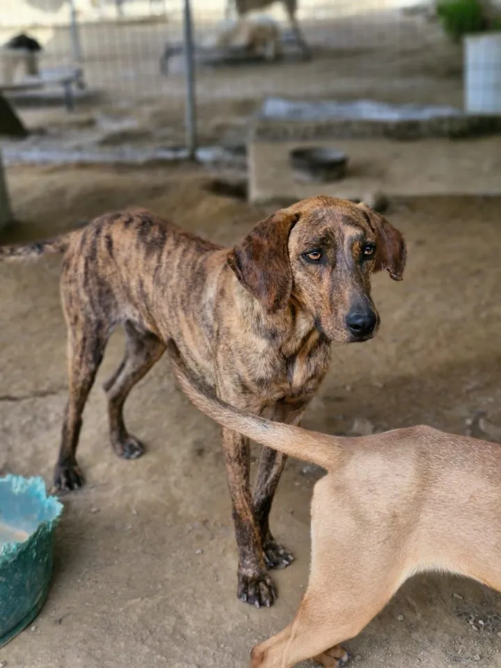 Diego - fröhlicher Jagdhund Mischling 🐶