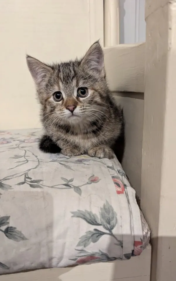 Süße Maine coon Mix katze, Mädel