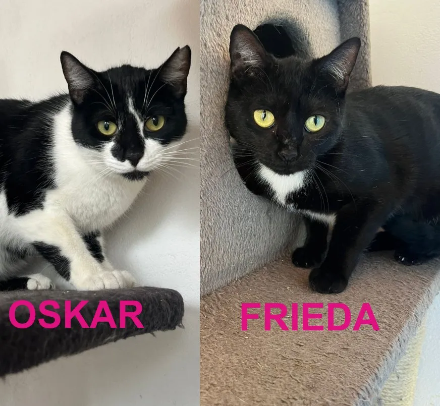 Oskar und Frieda suchen gemeinsam ihr Für-immer-Zuhause (als Wohnungskatzen)