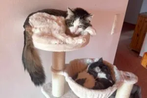 LUTZ und Mr. JUNGLES  -   Maine-Coon, werden gemeinsam vermittelt! - siehe weite