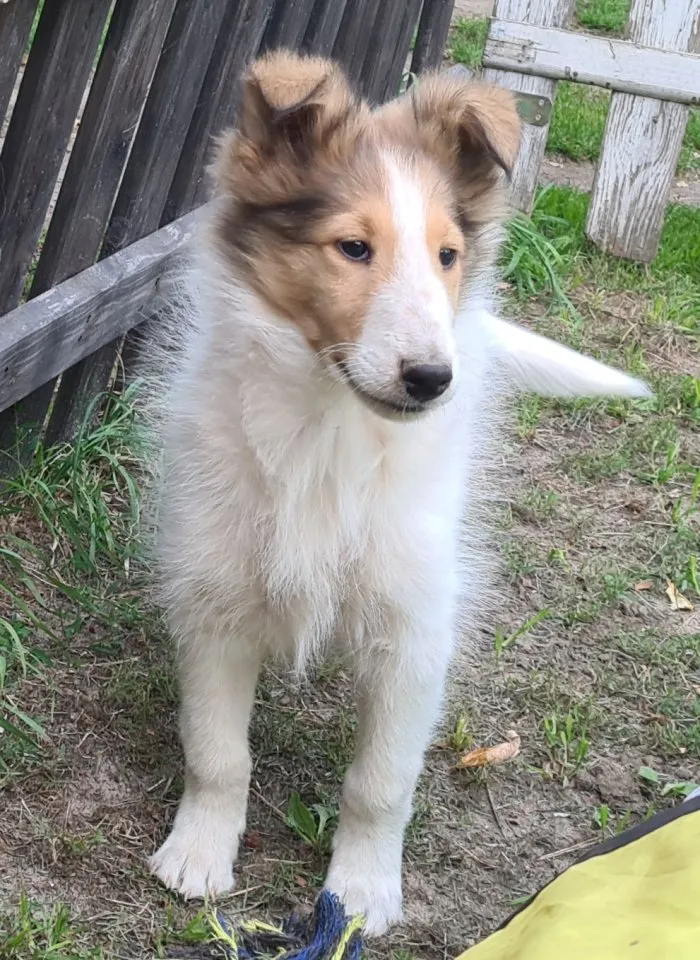 Wunderschöner Langhaar Collie Rüde sucht seine/n Menschen mit Dauerkuschelplatz