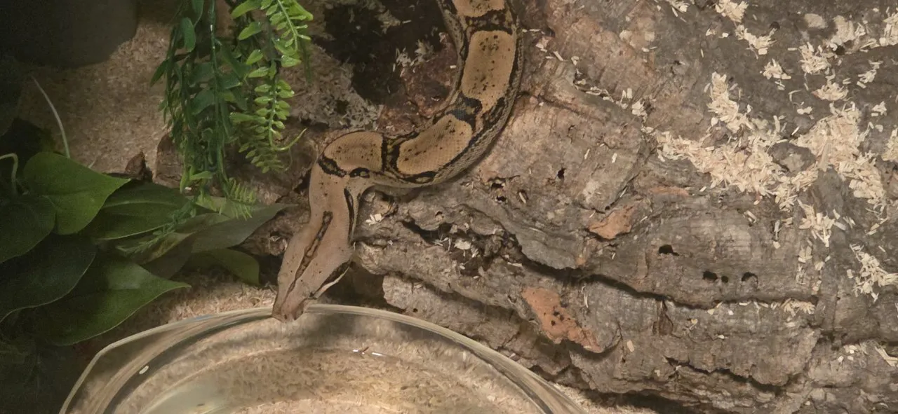 Boa constrictor mit Terrarium