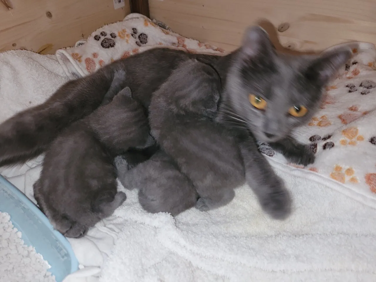 Chartreux, die echte Kartäuser, Kitten zu verkaufen – Bild 1