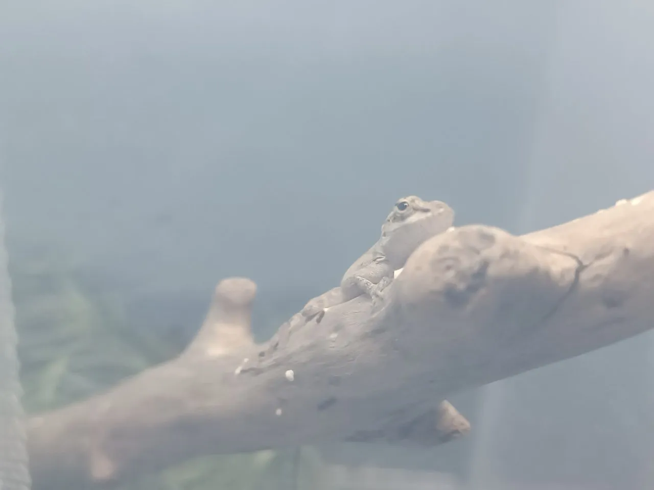 Anolis Leachii Nachzuchten
