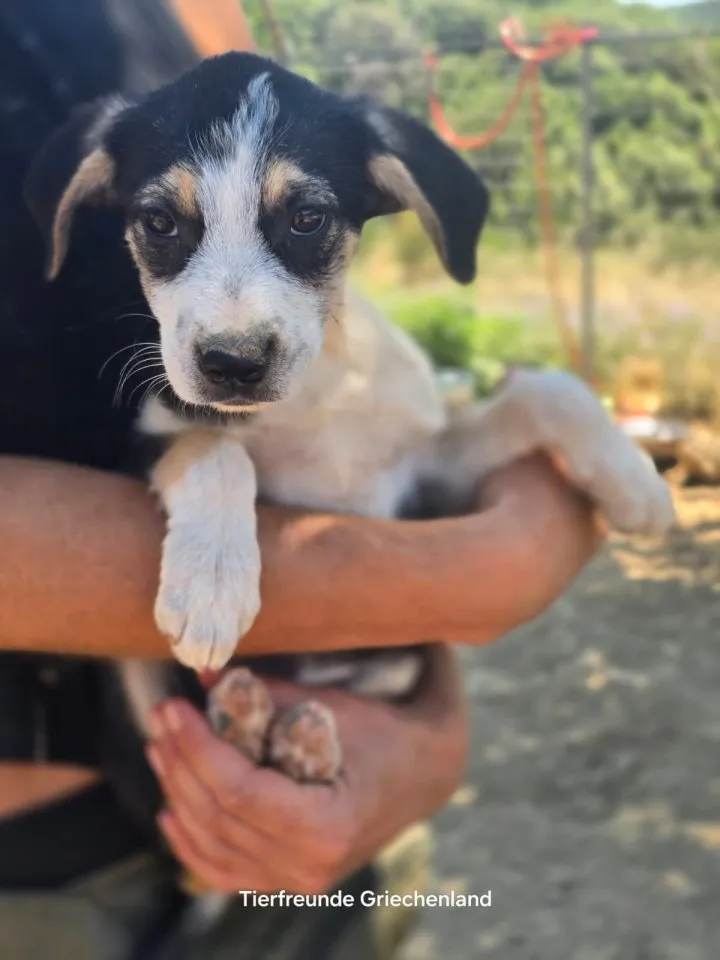 Stella – bereit dein Herz zu erobern ?