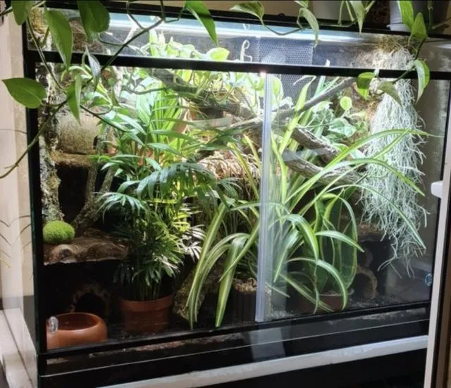 Kornnatter Amel aus 2020 inkl Terrarium