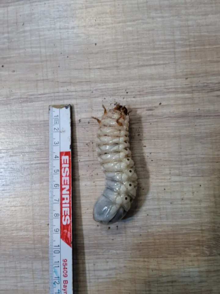 Mecynorrhina polyphemus confluens Larven L3 – Bild 1