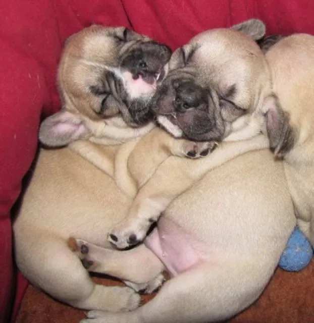 French Bullys