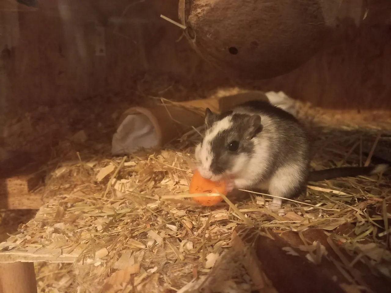 Rennmaus (w, ca. 2 Jahre) sucht neues Zuhause mit neuer Partnerin
